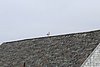 IMG_0516.JPG