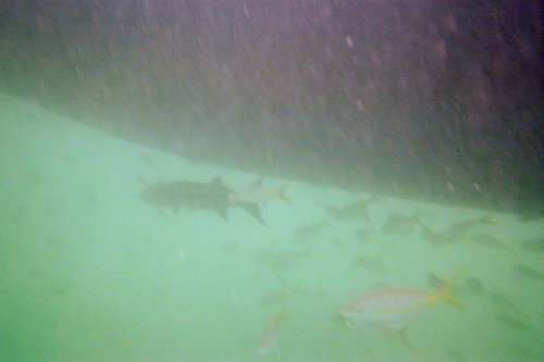 IMG003H.JPG
