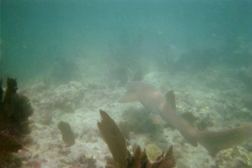 IMG003T.JPG