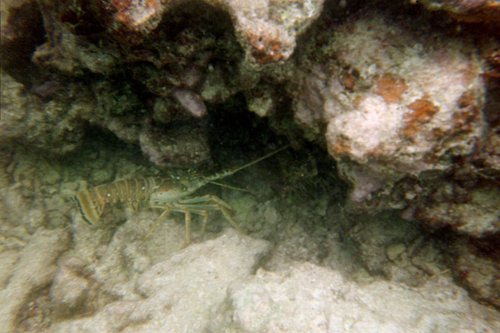 IMG005T.JPG
