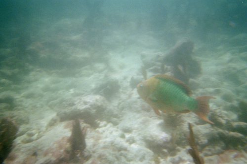 IMG006A.JPG