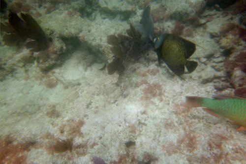 IMG006T.JPG