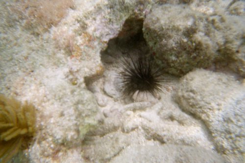 IMG007H.JPG