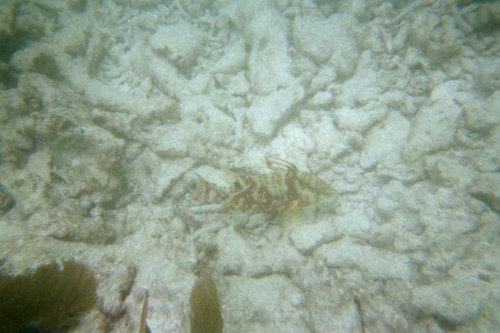 IMG008H.JPG