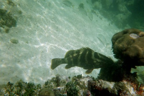 IMG011T.JPG