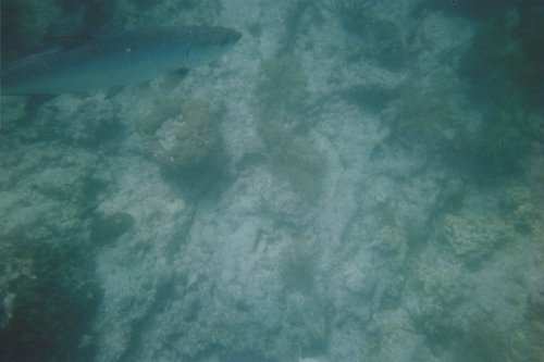 IMG013T.JPG