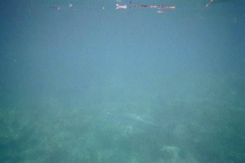 IMG019H.JPG