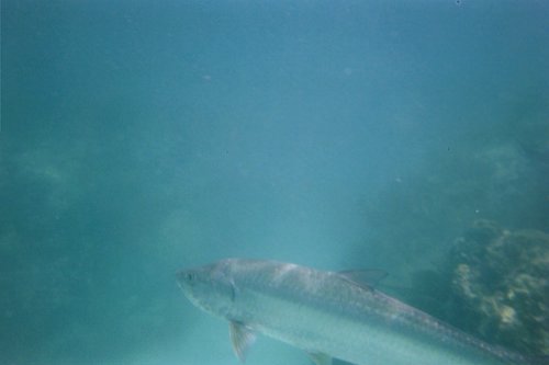 IMG019T.JPG