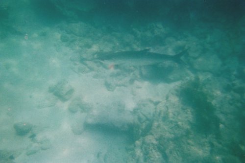 IMG022T.JPG