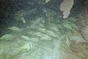 IMG004J.JPG