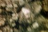 IMG009T.JPG
