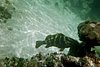 IMG011T.JPG