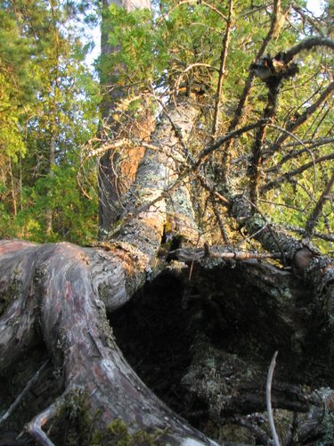 BWCA05 042.jpg