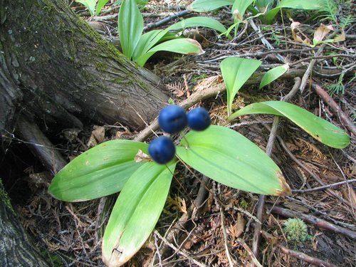 BWCA05 106.jpg