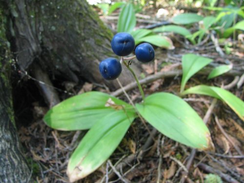 BWCA05 107.jpg