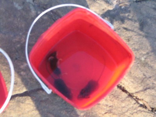 BWCA05 134.jpg
