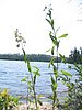 BWCA05 103.jpg
