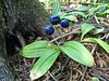BWCA05 107.jpg